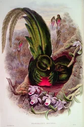 Pharomachrus Mocinno, inciso da T. Walter